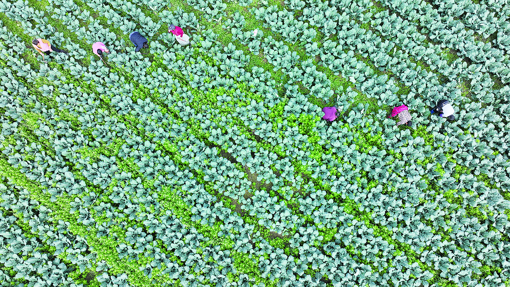 高家堰鎮西蘭花種植基地
